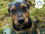 Chiot mâle Beauceron noir et feu de 5 mois en attente d'un foyer