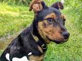 Chiot mâle Beauceron noir et feu de 5 mois en attente d'un foyer