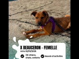 Chiot femelle Beauceron marron de 5 mois en quête d'un foyer