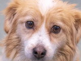Chienne roux et blanc de 5 ans à adopter