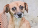 Chienne fauve de 6 ans en attente d'adoption