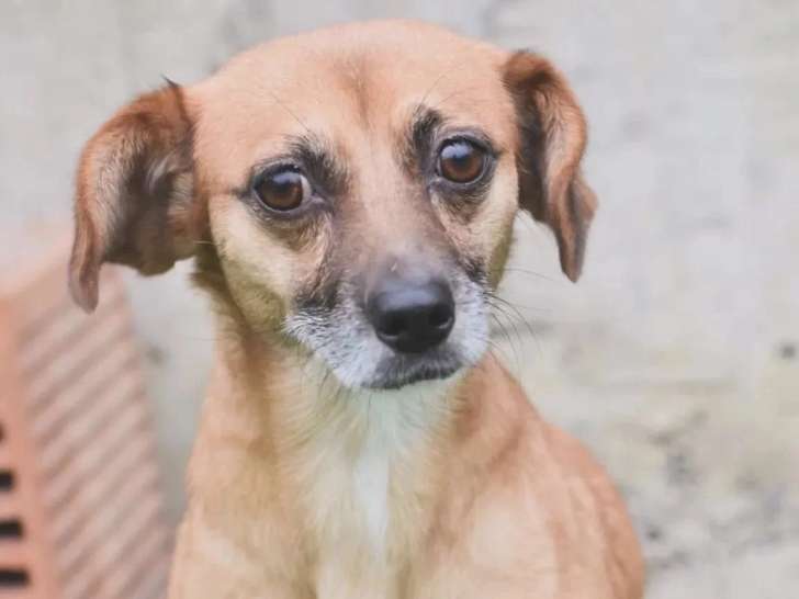Chienne fauve de 6 ans en attente d'adoption