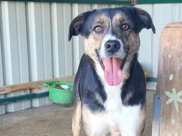 Chien tricolore de 5 ans disponible à l'adoption