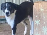 Chien au pelage noir et blanc de 5 ans disponible à l'adoption