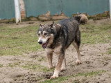 Chienne de 13 ans au pelage fauve charbonné en quête d'un foyer