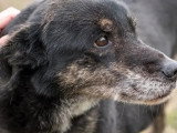 Chien de 13 ans au pelage fauve charbonné à la recherche d'une famille
