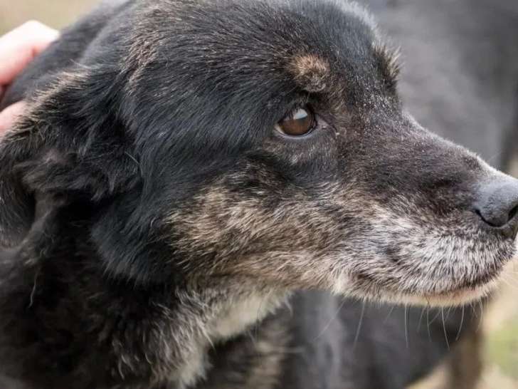 Chien de 13 ans au pelage fauve charbonné à la recherche d'une famille