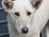 Chienne de 7 ans au pelage beige en attente d'un foyer
