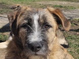 Chiot mâle de 11 mois au pelage pluricoloré prêt pour l'adoption