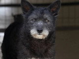 Chienne de 3 ans au pelage noir en attente d'adoption
