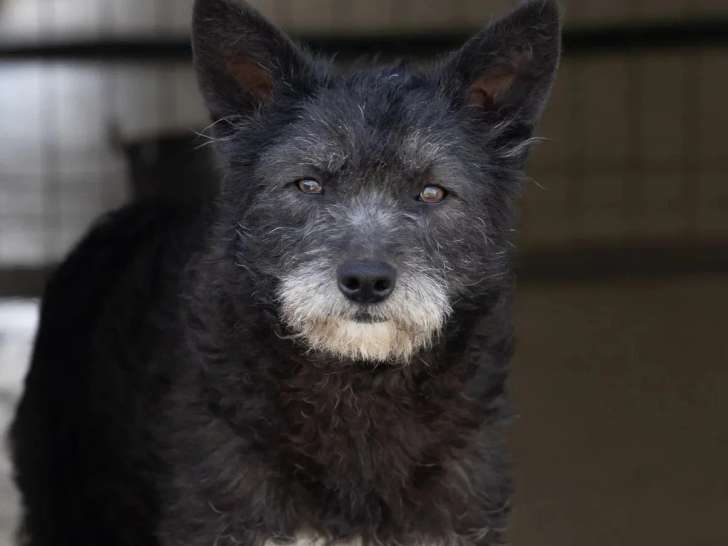 Chienne de 3 ans au pelage noir en attente d'adoption