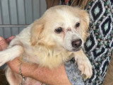 Chienne de 4 ans au pelage beige à adopter
