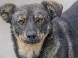 Chienne de 2 ans au pelage fauve charbonné en attente d'un foyer