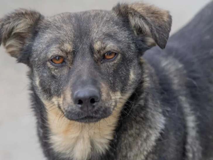Chienne de 2 ans au pelage fauve charbonné en attente d'un foyer
