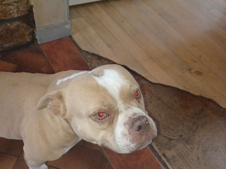 Femelle American Bully disponible pour saillie