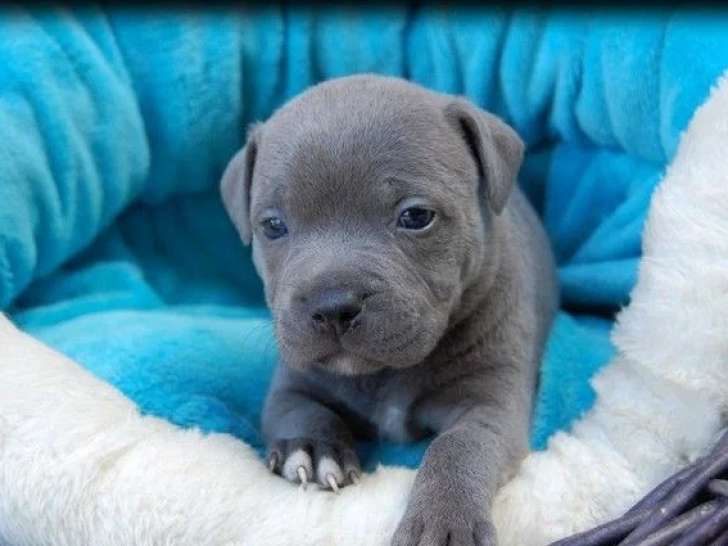 5 chiots Staffordshire Bull Terrier LOF de mai 2026 à réserver