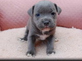 5 chiots Staffordshire Bull Terrier LOF de mai 2026 à réserver