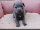 5 chiots Staffordshire Bull Terrier LOF de mai 2026 à réserver