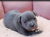 5 chiots Staffordshire Bull Terrier LOF de mai 2026 à réserver