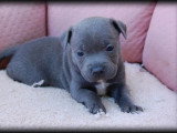 5 chiots Staffordshire Bull Terrier LOF de mai 2026 à réserver