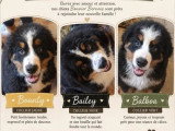 4 chiots Bouvier Bernois mâles à vendre non LOF nés en mars 2026
