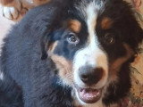 4 chiots Bouvier Bernois mâles à vendre non LOF nés en mars 2026