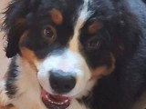 4 chiots Bouvier Bernois mâles à vendre non LOF nés en mars 2026