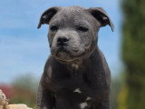 2 chiots Staffordshire Bull Terrier bleus LOF nés en février 2026 à vendre