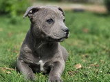 2 chiots Staffordshire Bull Terrier bleus LOF nés en février 2026 à vendre