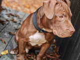 Chiot de type American Bully mâle à vendre