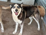 Emman magnifique Husky aux yeux bleus à adopter en association