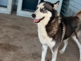 Emman magnifique Husky aux yeux bleus à adopter en association