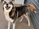 Emman magnifique Husky aux yeux bleus à adopter en association