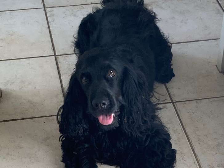 Chien Cocker Anglais à donner