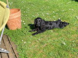 Chien Cocker Anglais à donner