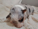 Chiots Berger des Shetland LOF à vendre