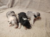 Chiots Berger des Shetland LOF à vendre