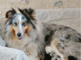 Chiots Berger des Shetland LOF à vendre