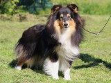 Chiots Berger des Shetland LOF à vendre