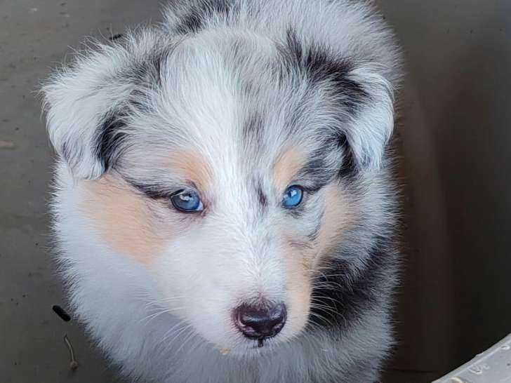 Chiots Berger des Shetland LOF à vendre