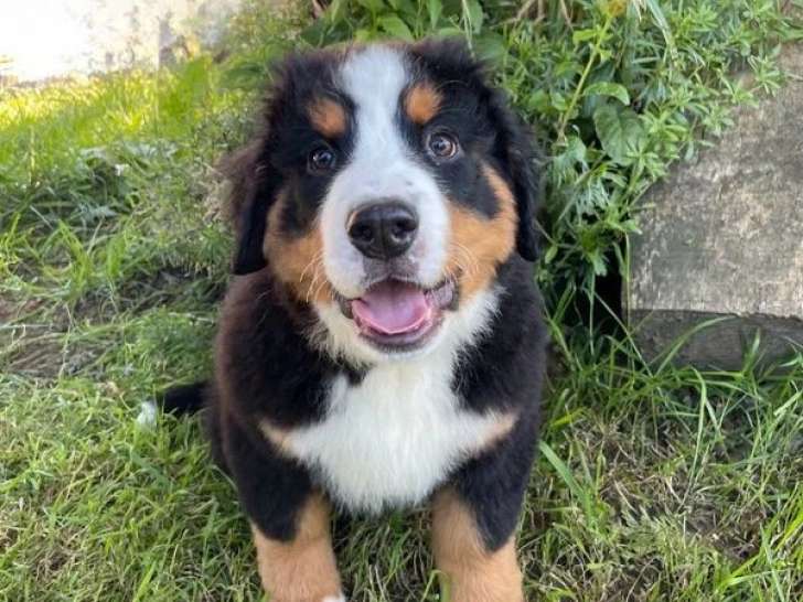 Chiot Bouvier Bernois mâle LOF de mars 2026 à vendre