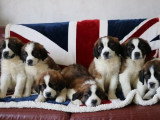 6 chiots Saint Bernard LOF tricolores poils longs nés en mars 2026 à vendre