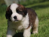 6 chiots Saint Bernard LOF tricolores poils longs nés en mars 2026 à vendre
