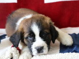 6 chiots Saint Bernard LOF tricolores poils longs nés en mars 2026 à vendre