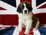 6 chiots Saint Bernard LOF tricolores poils longs nés en mars 2026 à vendre