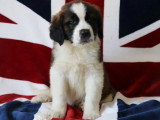 6 chiots Saint Bernard LOF tricolores poils longs nés en mars 2026 à vendre