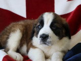 6 chiots Saint Bernard LOF tricolores poils longs nés en mars 2026 à vendre