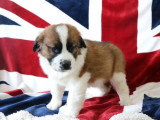 6 chiots Saint Bernard LOF tricolores poils longs nés en mars 2026 à vendre