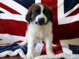 6 chiots Saint Bernard LOF tricolores poils longs nés en mars 2026 à vendre