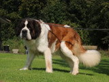 6 chiots Saint Bernard LOF tricolores poils longs nés en mars 2026 à vendre